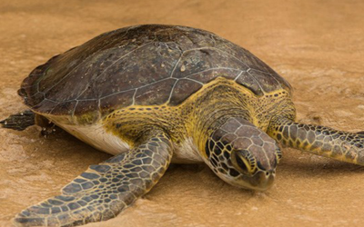 Travel experiences that help preserve the local environment